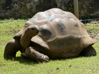 Giant Turtle