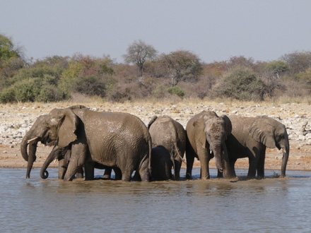 Splashing time for the elephants