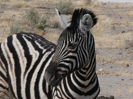 Zebras galore