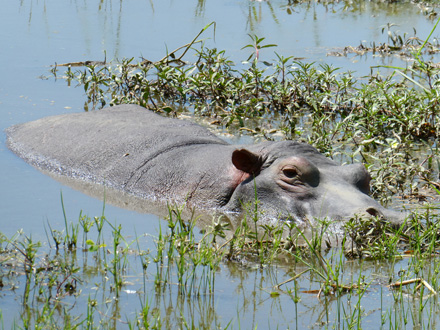 Hippos abound