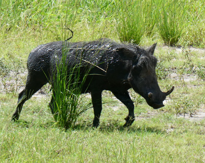 Warthog leads the way