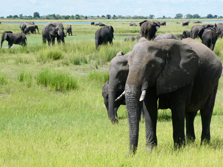 Elephants galore