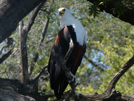 Fish eagle keeps watch